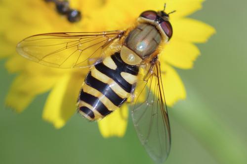 Réf. 258 529 : Syrphus sp.